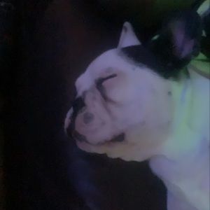 Meet your Posher, Harlee